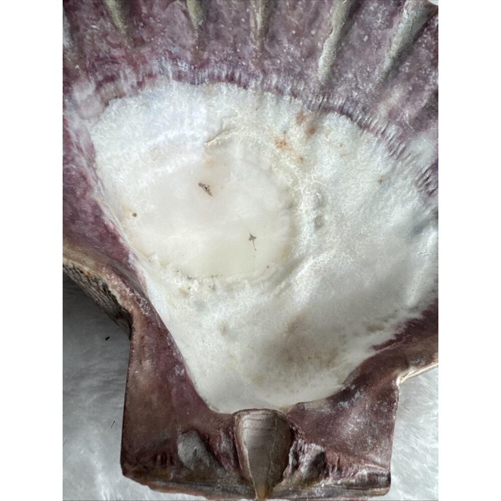 BIG 6’5’ nodipecten nodosa lions paw scallop smudging home decor Orange Pink Red - Picture 5 of 7